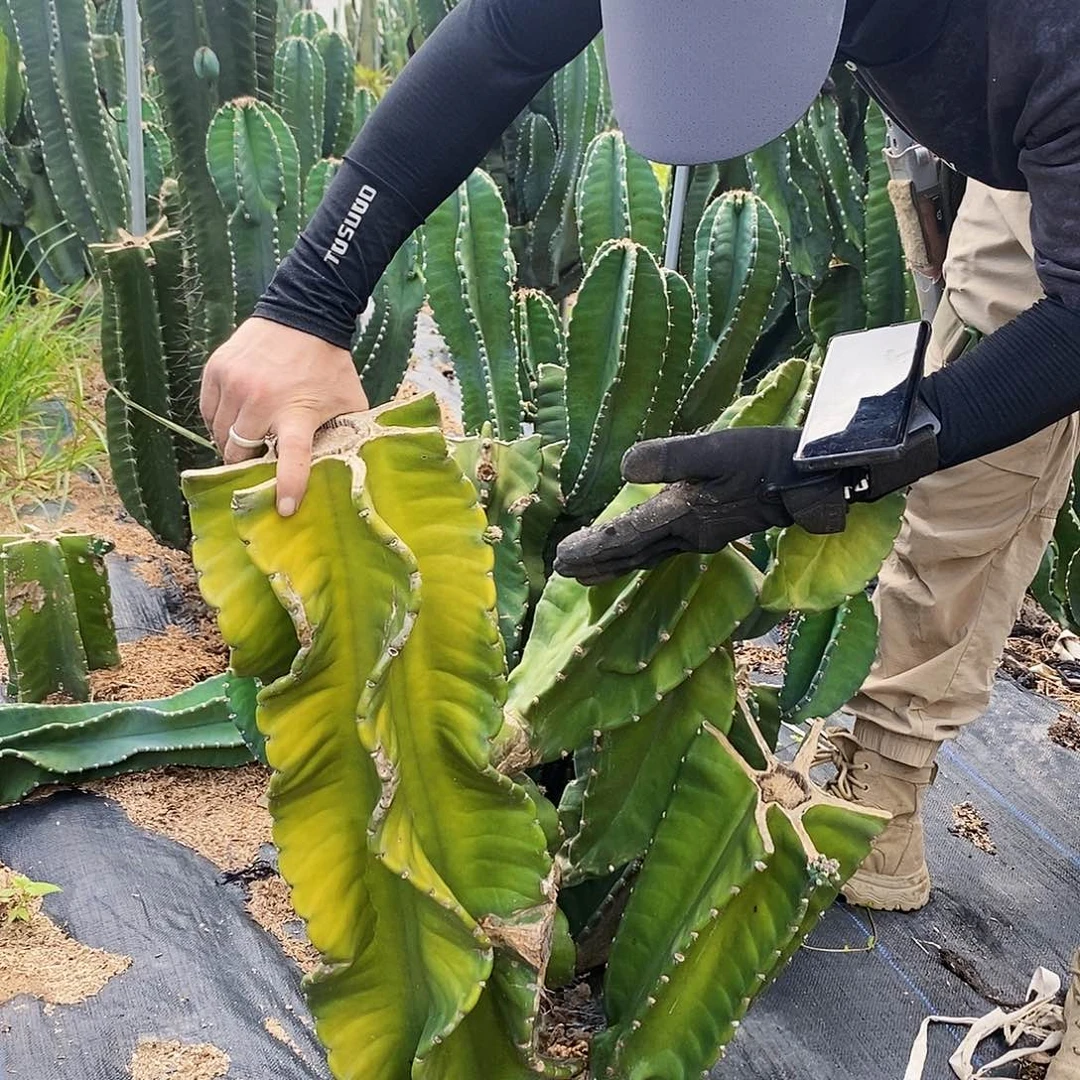 35号秘鲁苹果。