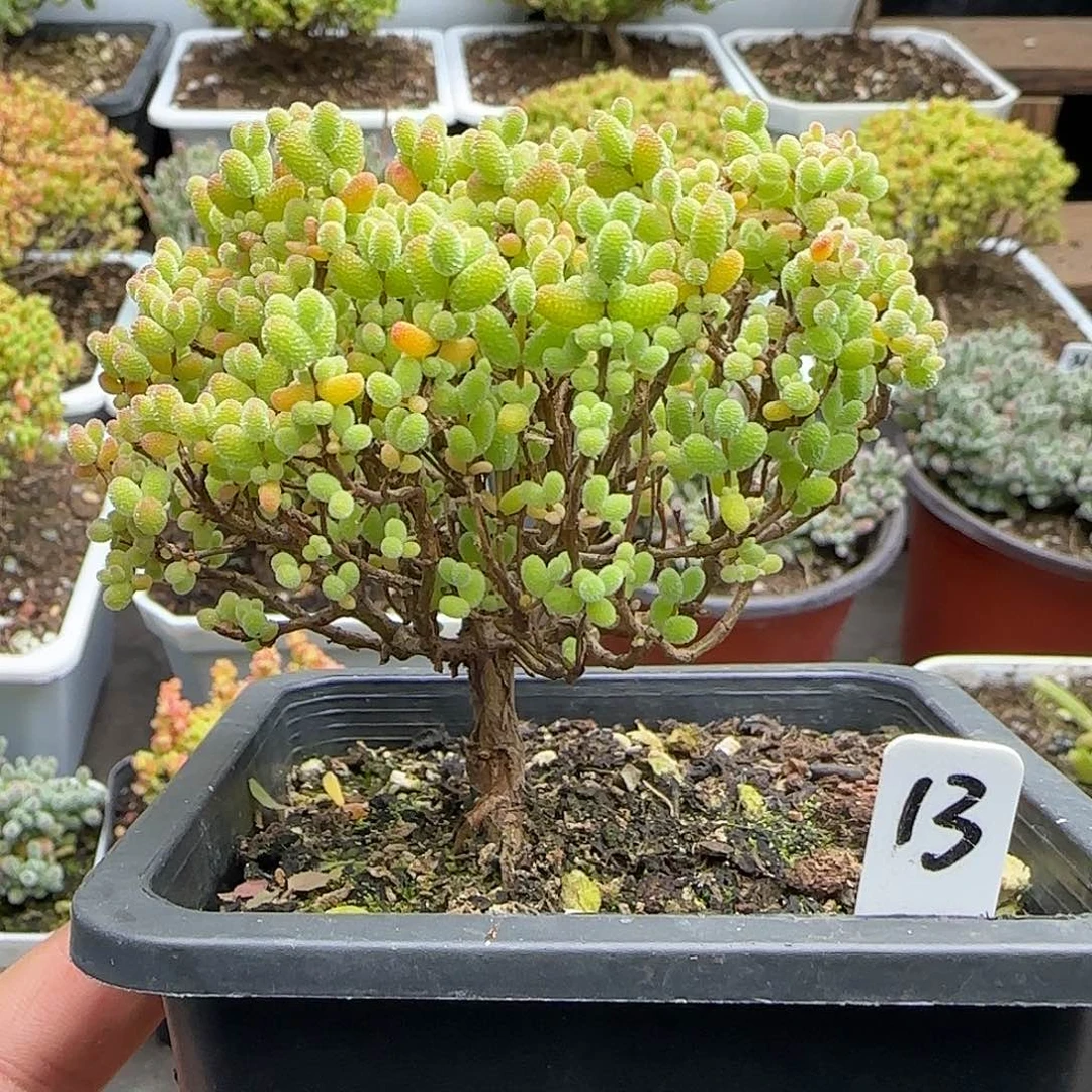 金桔糖球一物一拍