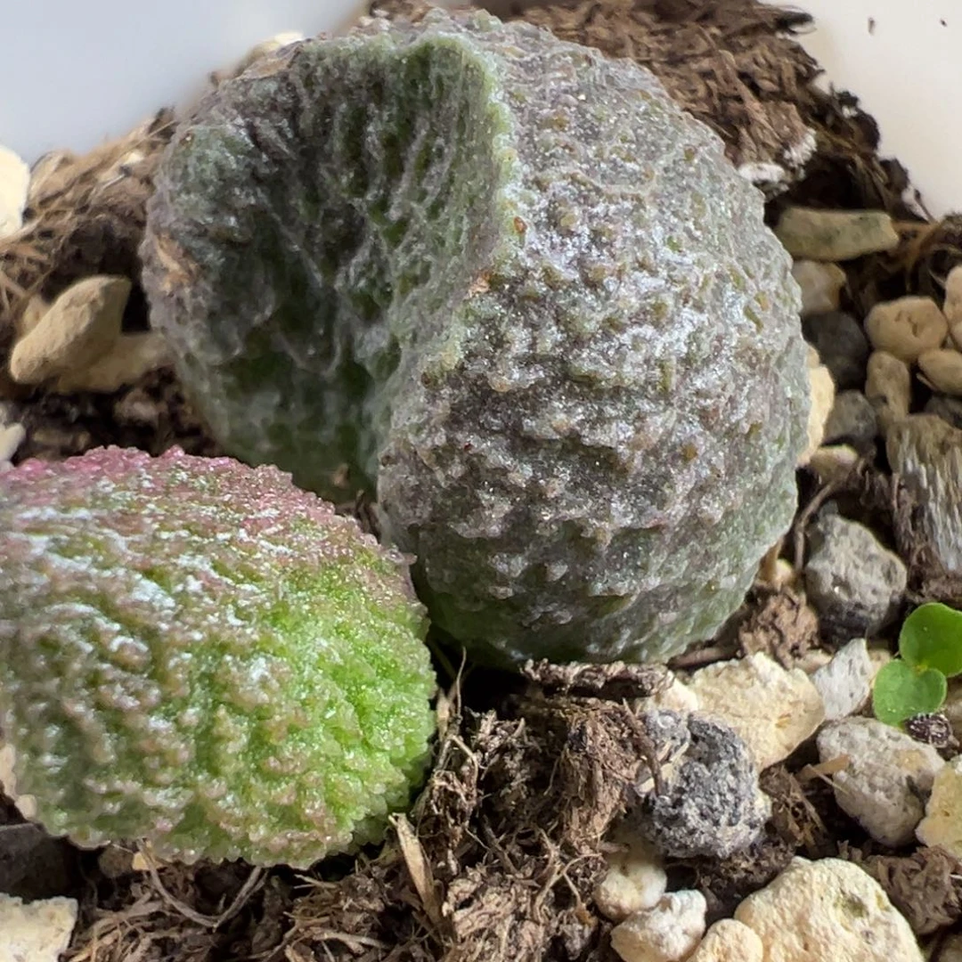 实生新品大苗多肉植物水泡多肉植物