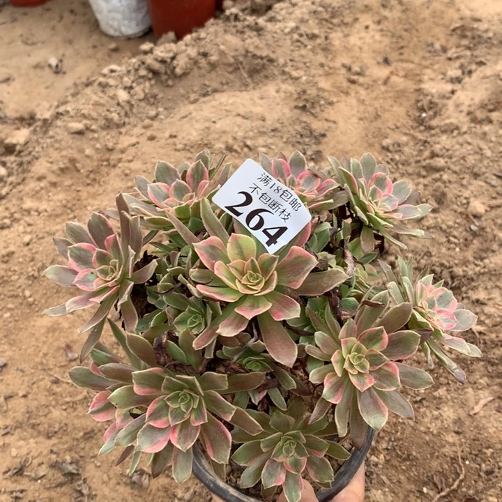 364蒙娜丽莎手捧2