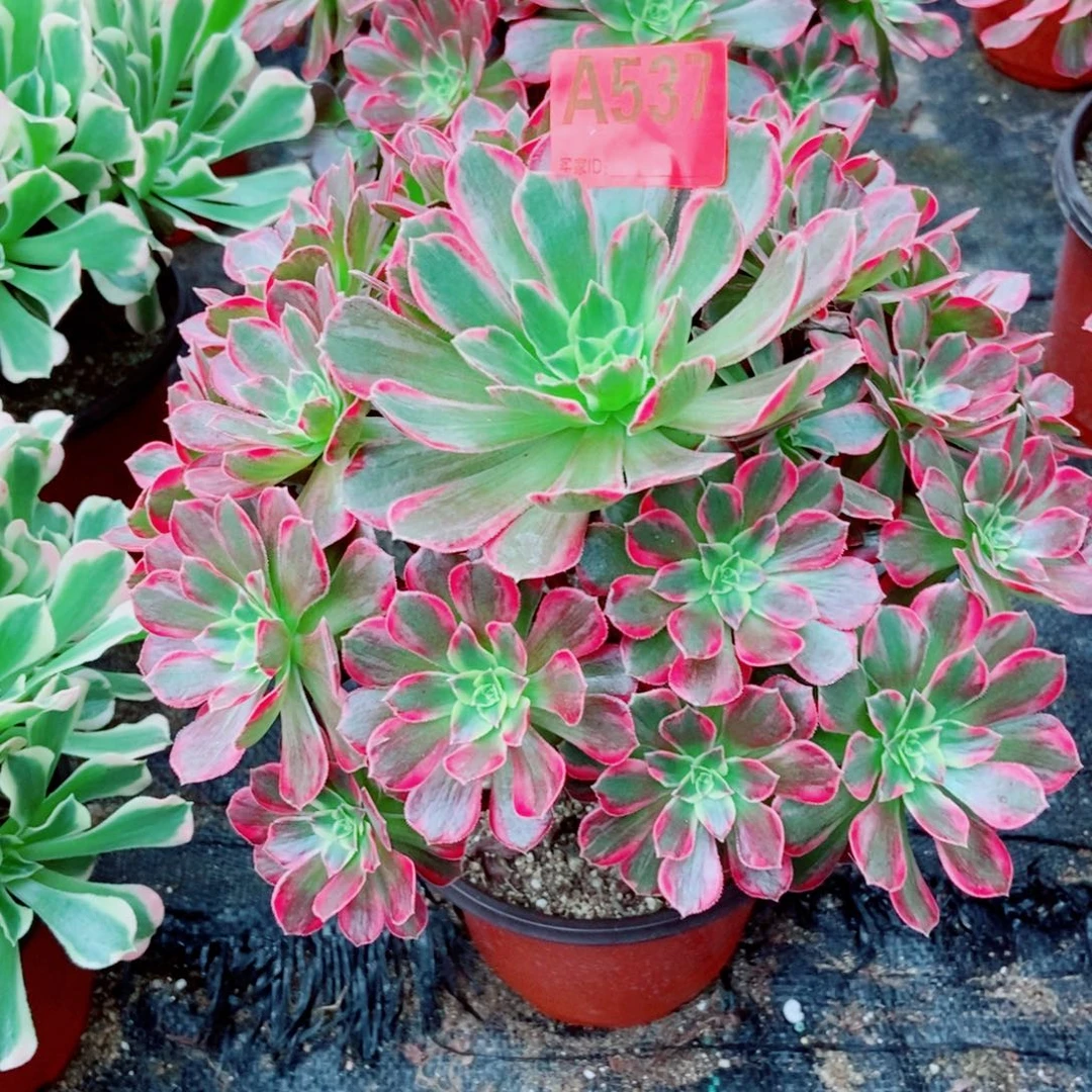 安娜537多肉111111