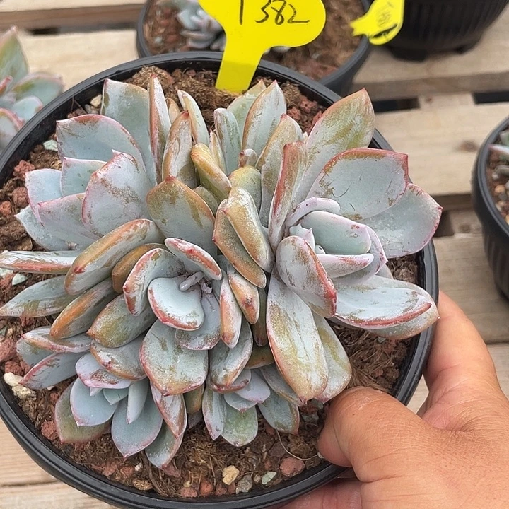 奶茶多肉植物群生382