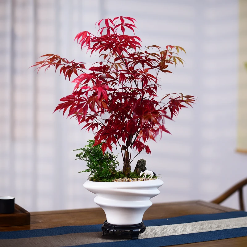 红枫盆景植物老桩客厅办公红舞姬好养室内盆栽观叶小绿植净化空气