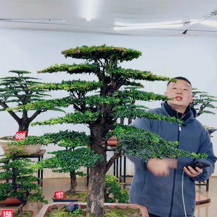 无花朵盆景园林……