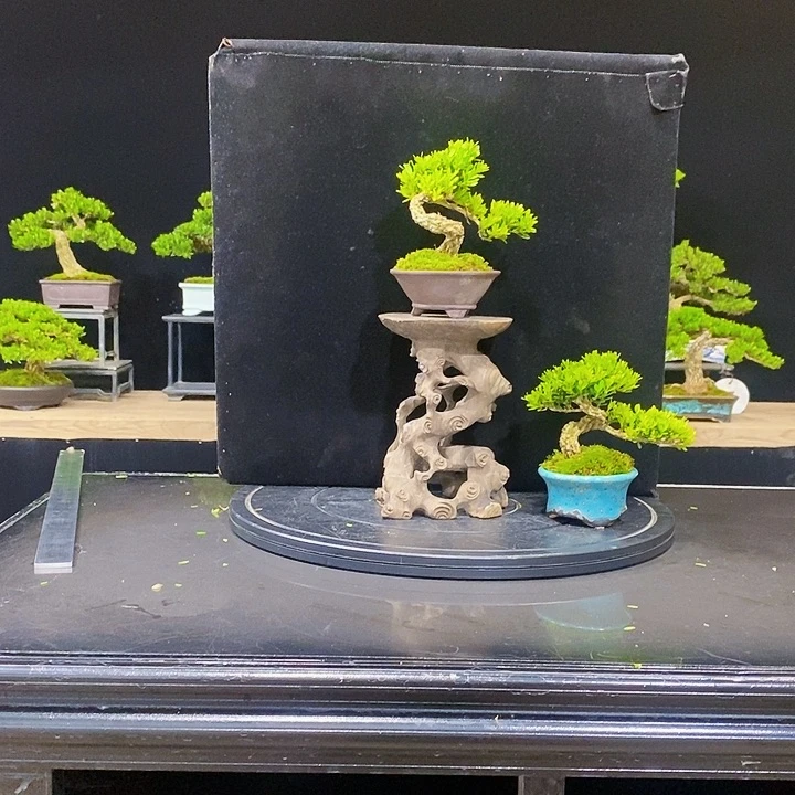 无花朵黄杨盆景四季常青不落叶