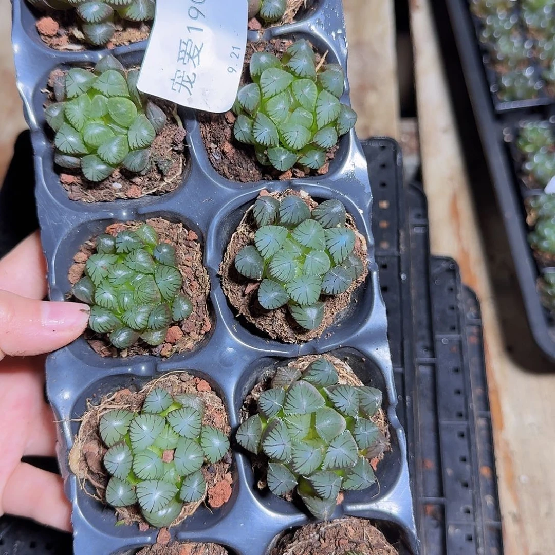 直播福利一物一拍190