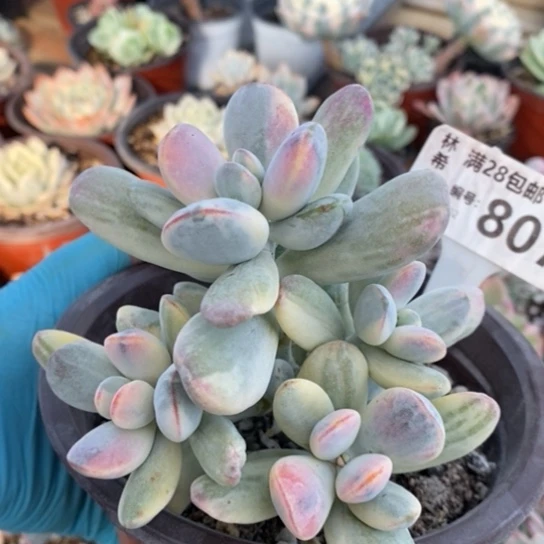 807一一一一一一一一一