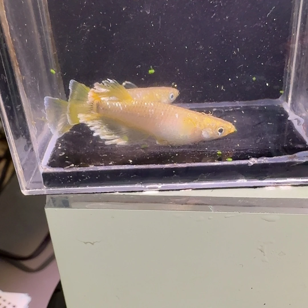 青鳉鱼一物一拍285