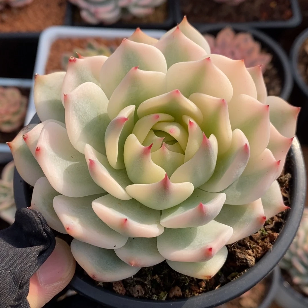 吉娃娃宽锦多肉植物