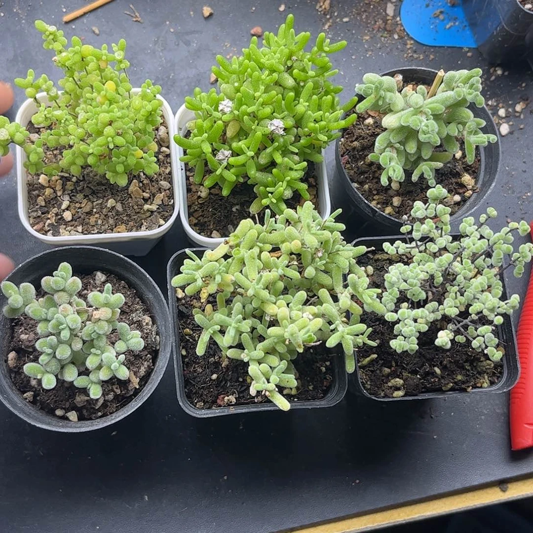 33新手套餐6颗组合
