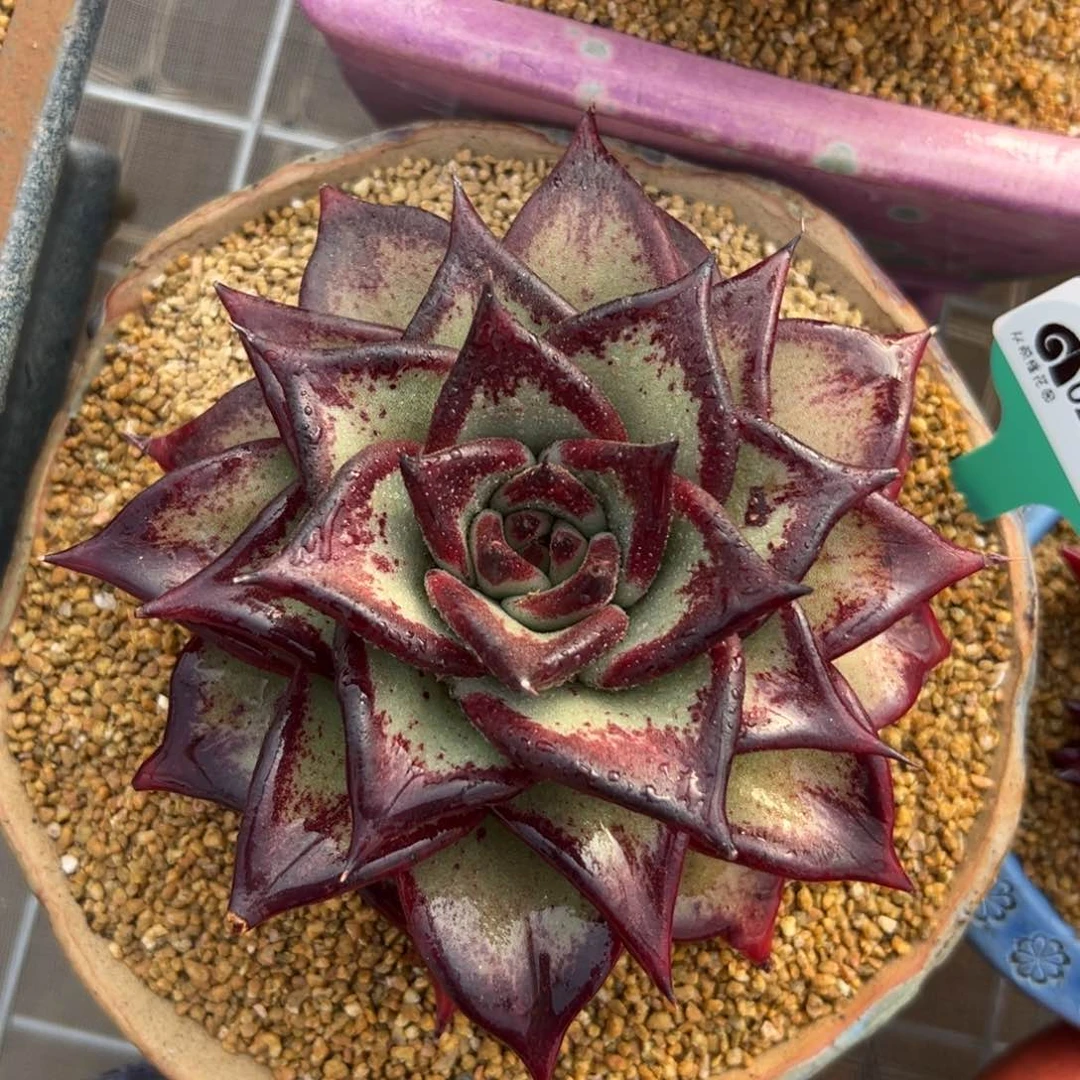 多肉一物一拍0210-37