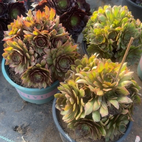 红丝绒亮牌9.9多肉植物