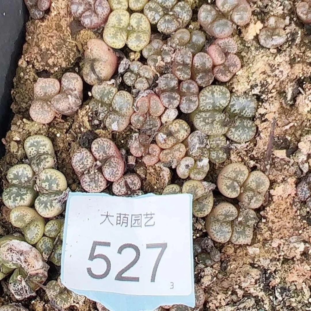 0000527量拍勋章混合12颗全部发双头