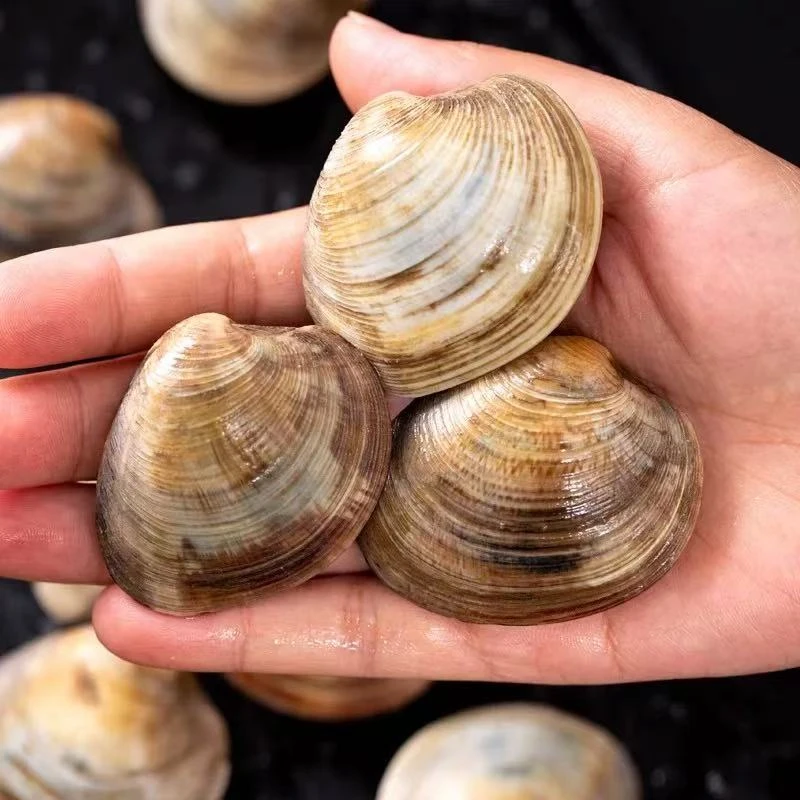 【冯长广次日达】新鲜美贝约300g