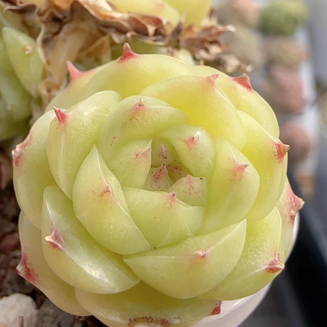 【闪购商品】0117-62包子麦杆