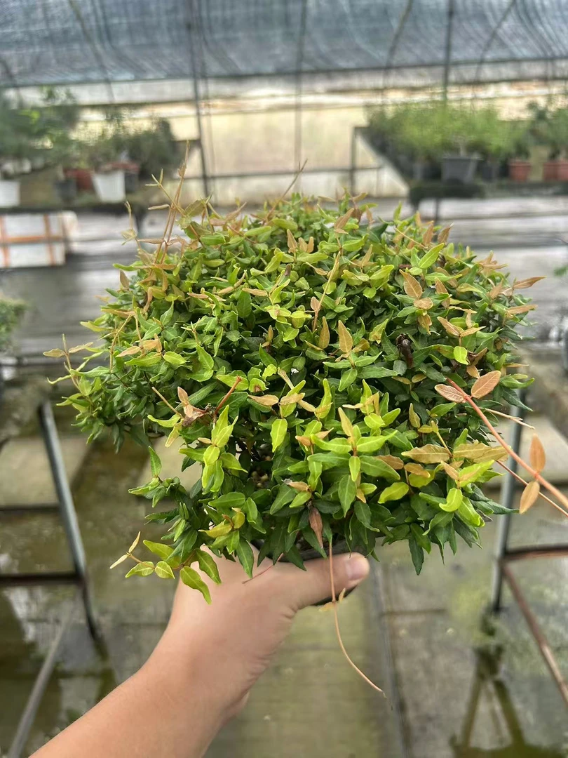 年工老桩缩面葛盆景