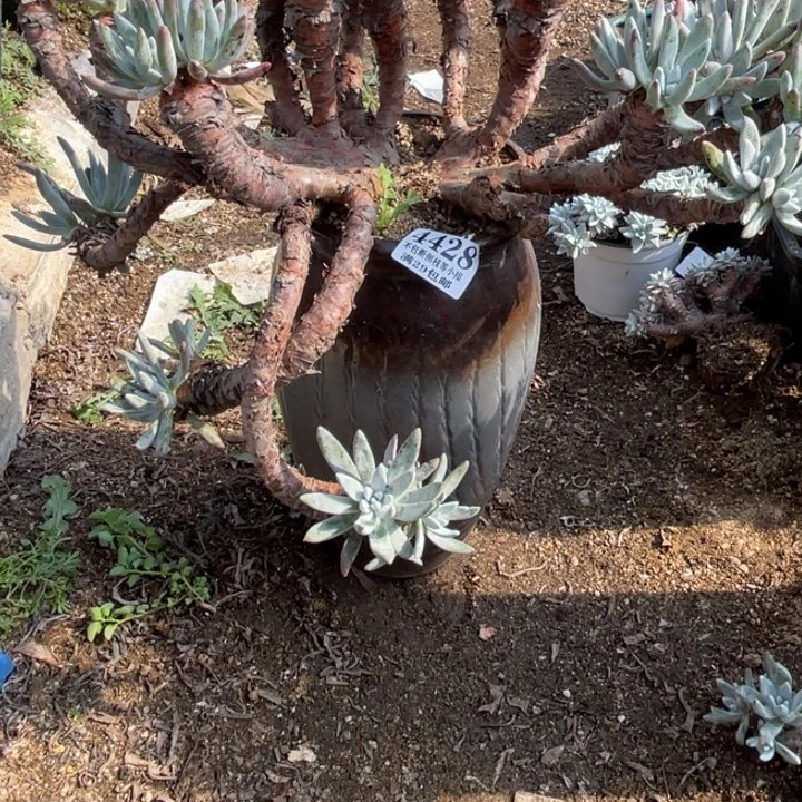 V****428号登喜拇指多肉