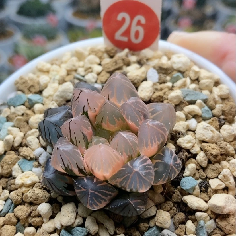 【闪购商品】26龙爪锦