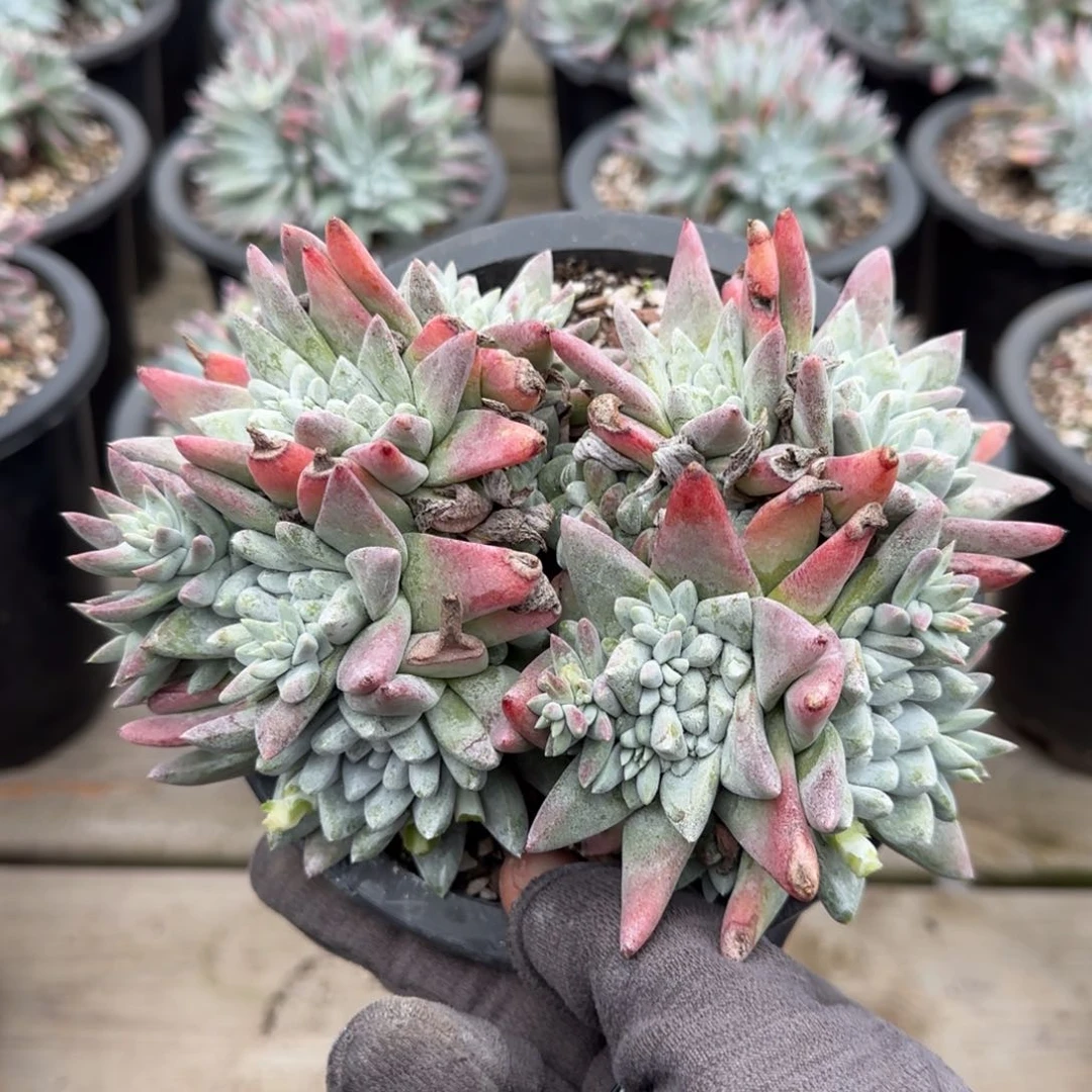 游*20250204z多肉游鱼