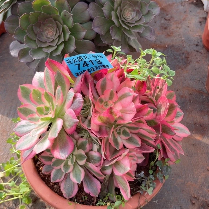 粉女巫7413多肉植物