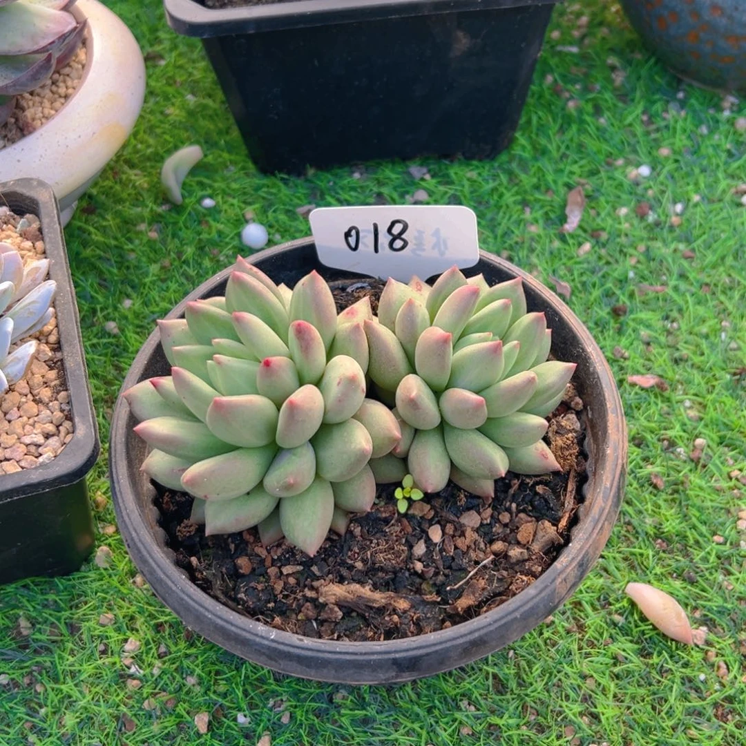 米其林018号一物一拍
