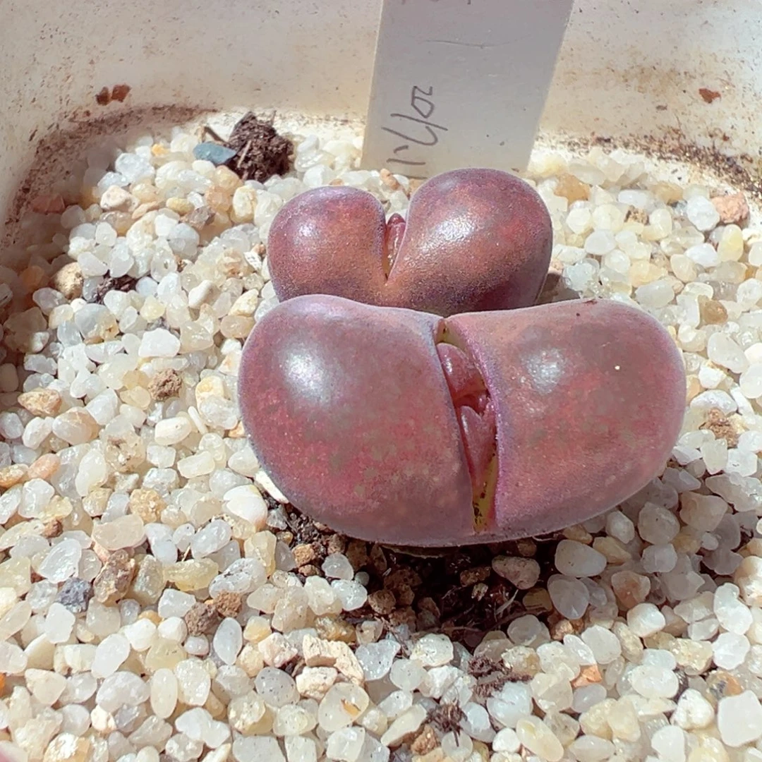 1024-205多肉多日红风铃