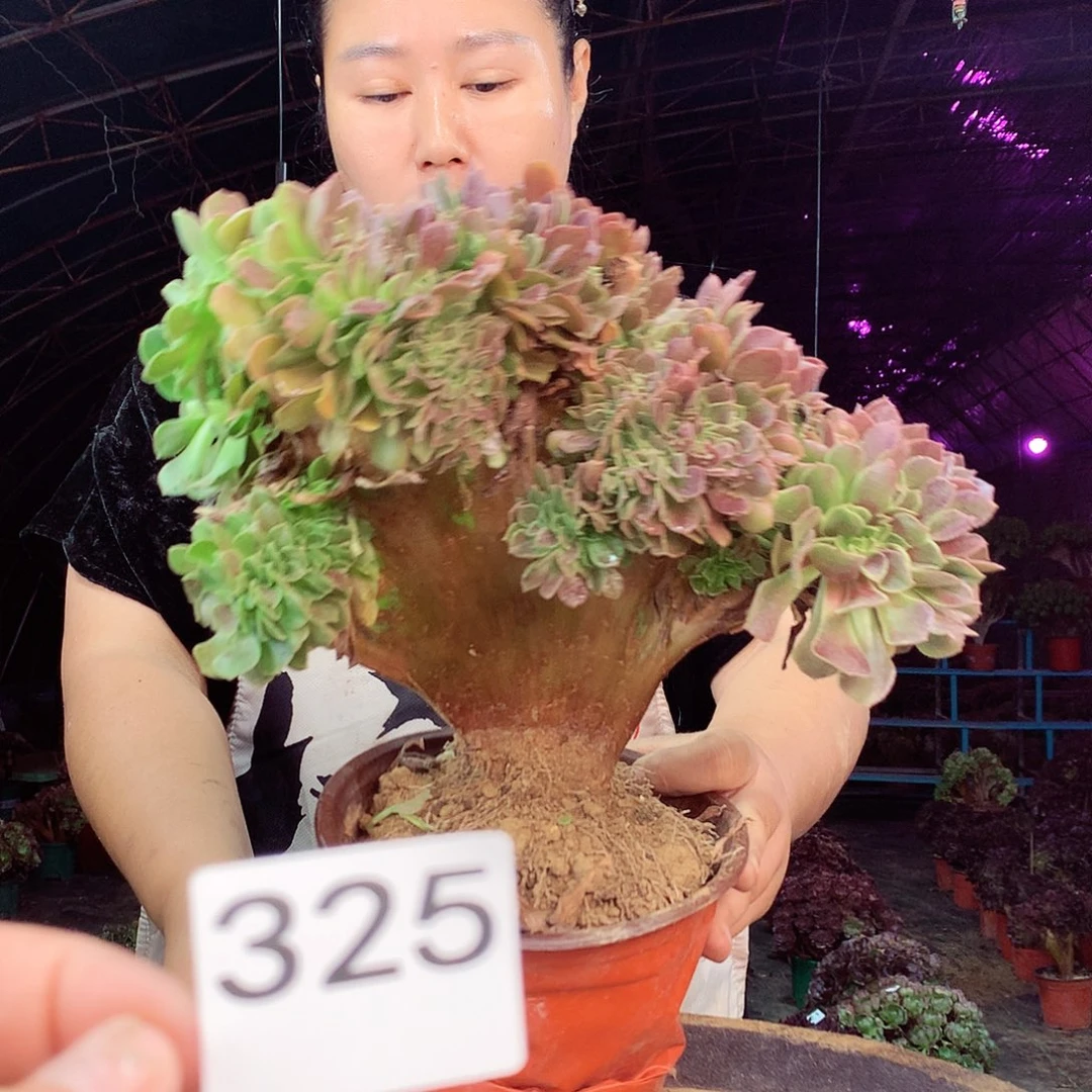 柒柒精品多肉脱土发货不包断侧枝325