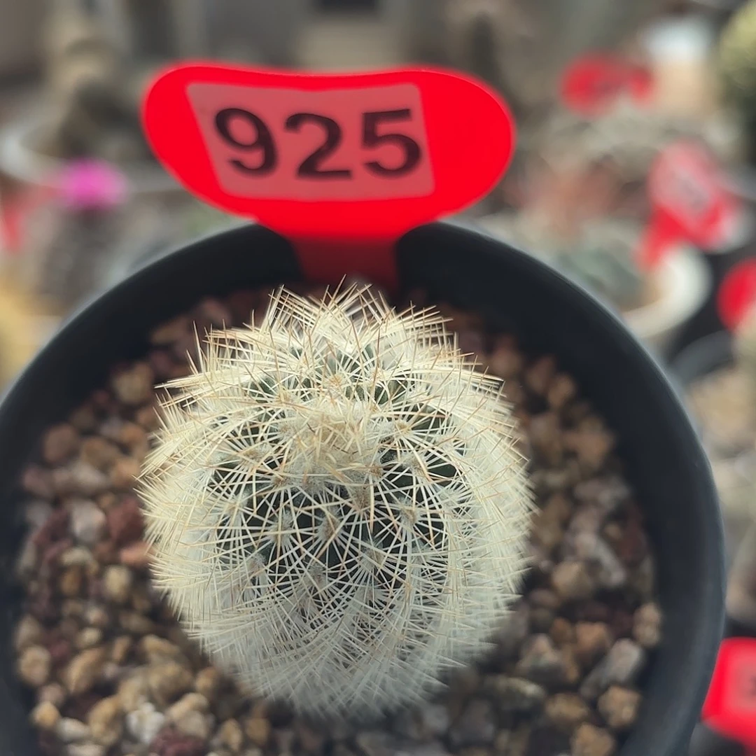 仙人球实生白云虾