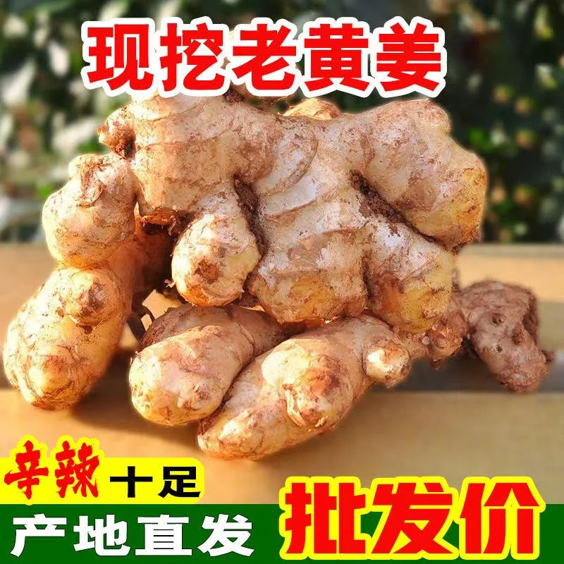 正宗山地小黄姜新鲜现挖老姜新鲜带泥月子姜沙姜蔬菜批发