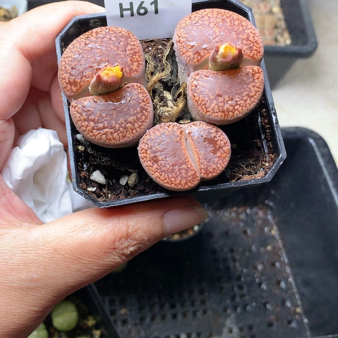 H61多肉植物保护研究所