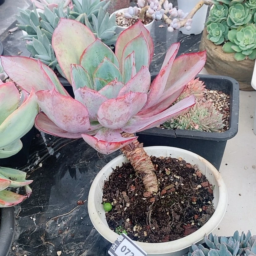 【闪购商品】肯尼迪0723