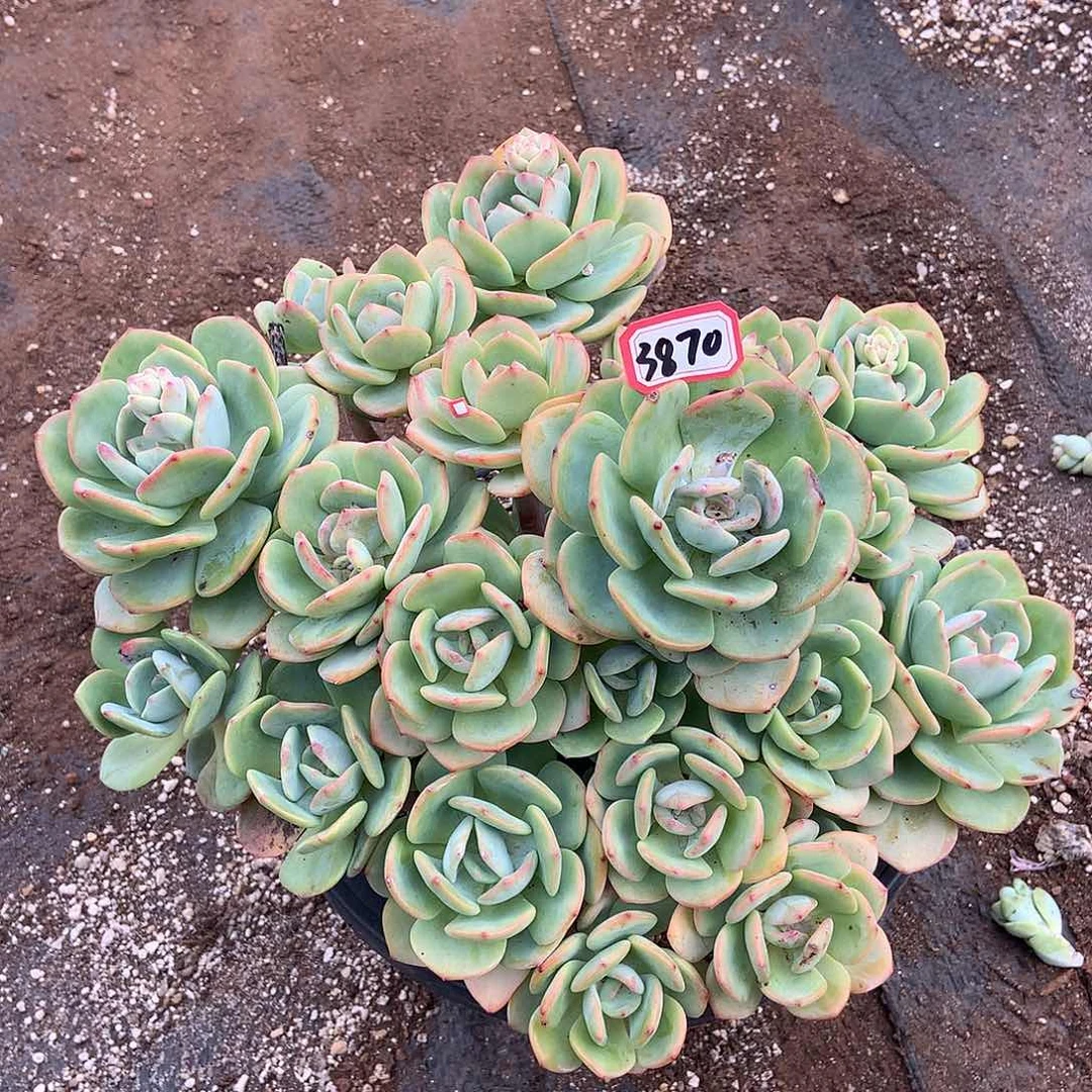 白月光老庄3870晓晓一物一拍