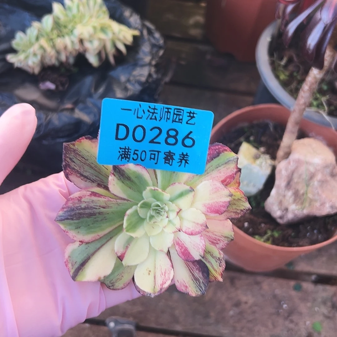 多肉植物多肉植物0286