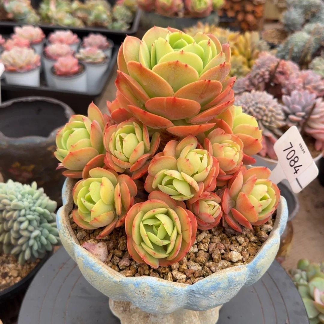 7084。       碧桃手捧多肉