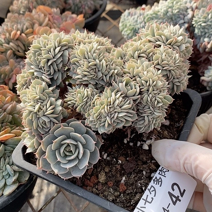 小七夕多肉雪域蓝巴黎缀42