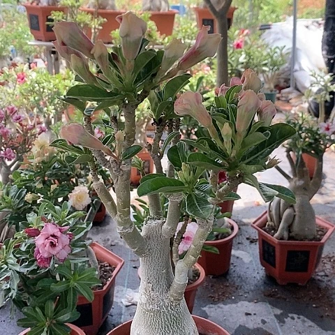 【闪购商品】无花朵大*绿植