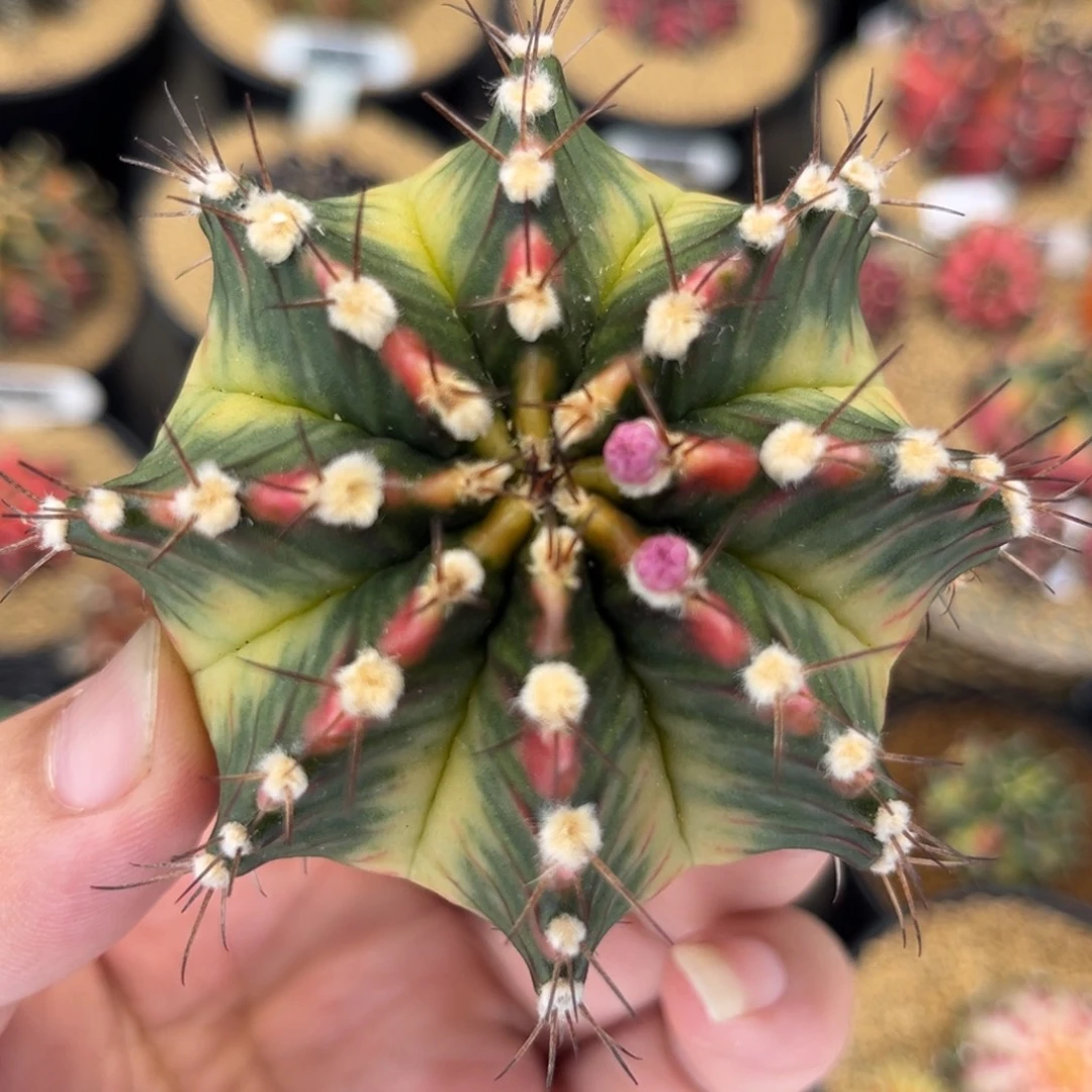 桃太郎后米哈仙人球03
