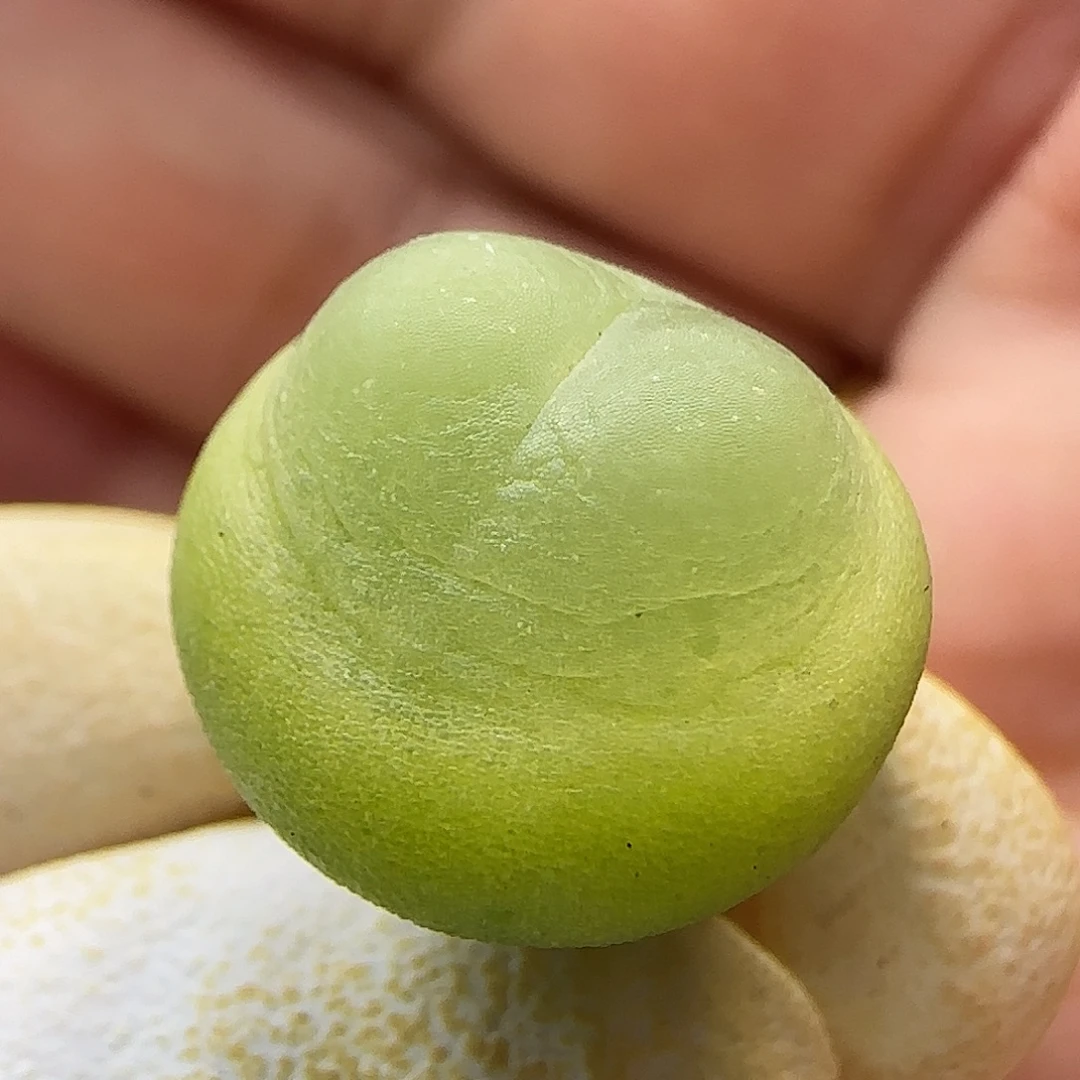 11-24-130当天满38包邮1.5cm拉登