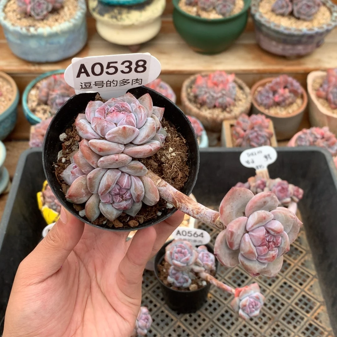 A0538 突尼斯飘枝 有砍 11cm