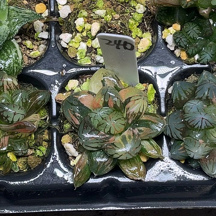 240巨大化红太阳玉露锦脱土发货