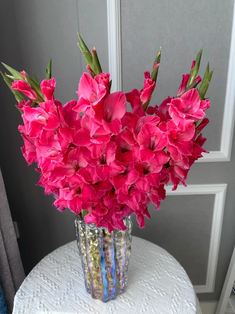 【皇家玫瑰剑兰】8-10支       鲜花任意两单包邮