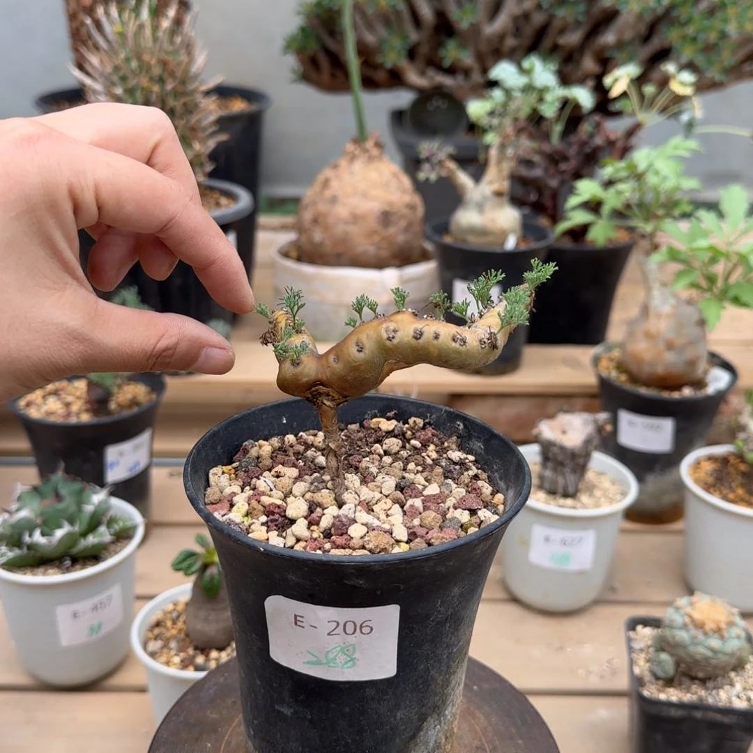 206粉花黑皮月界块根植物