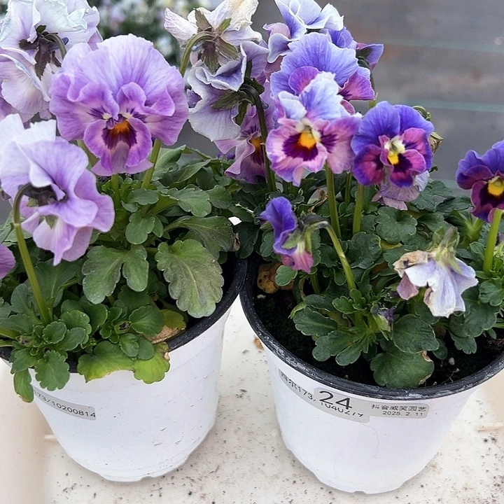 水晶抖音直播闪拍24