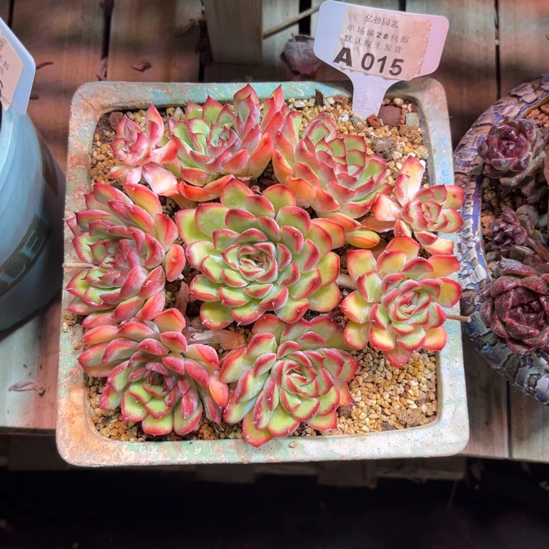 荷花多肉植物tifayun