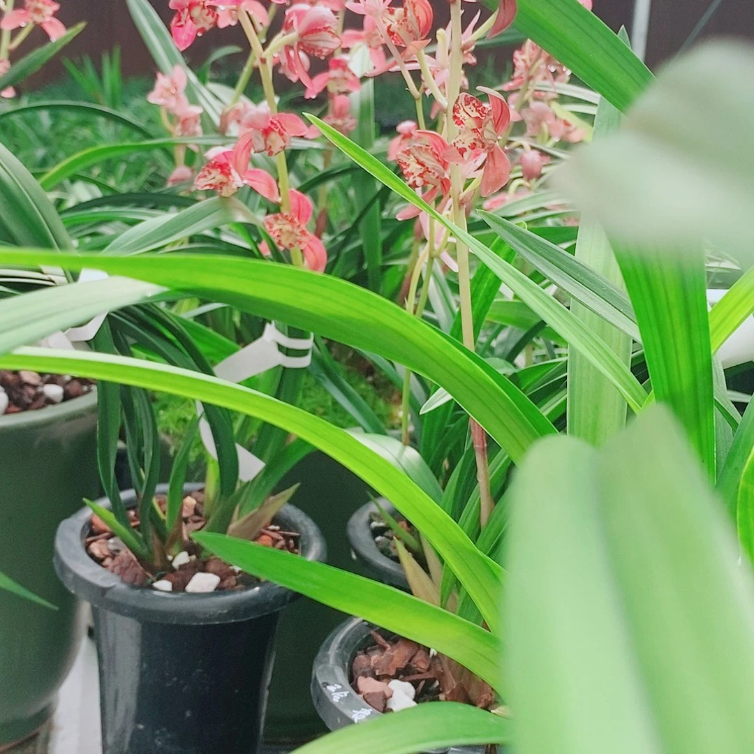 Q***)全部花苞一物一拍漂亮开花