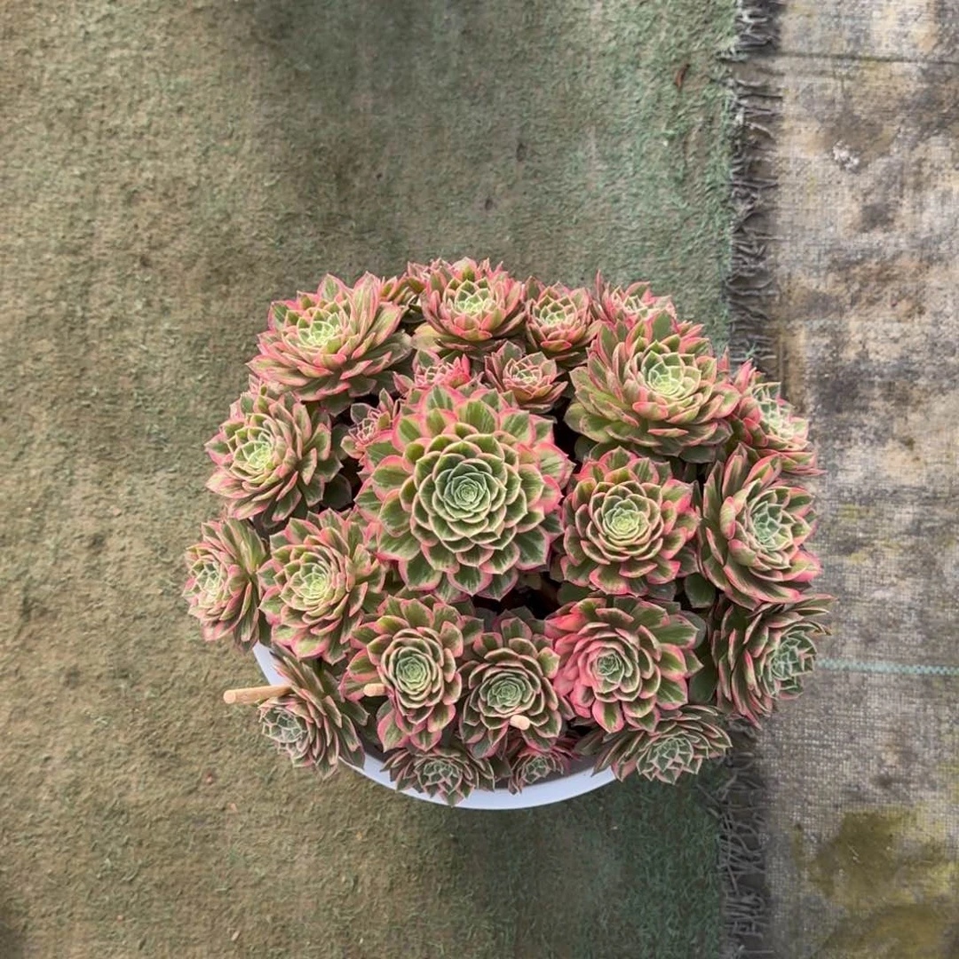 正***成万花筒法师多肉植物