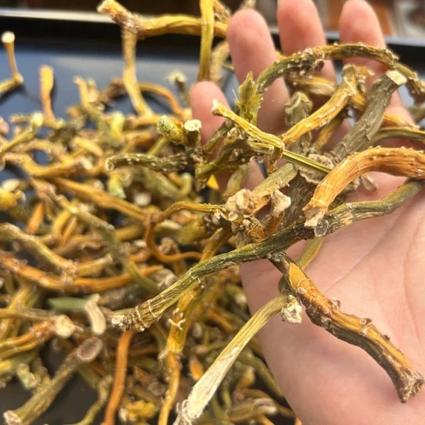 云南深山野生当季新货玉竹