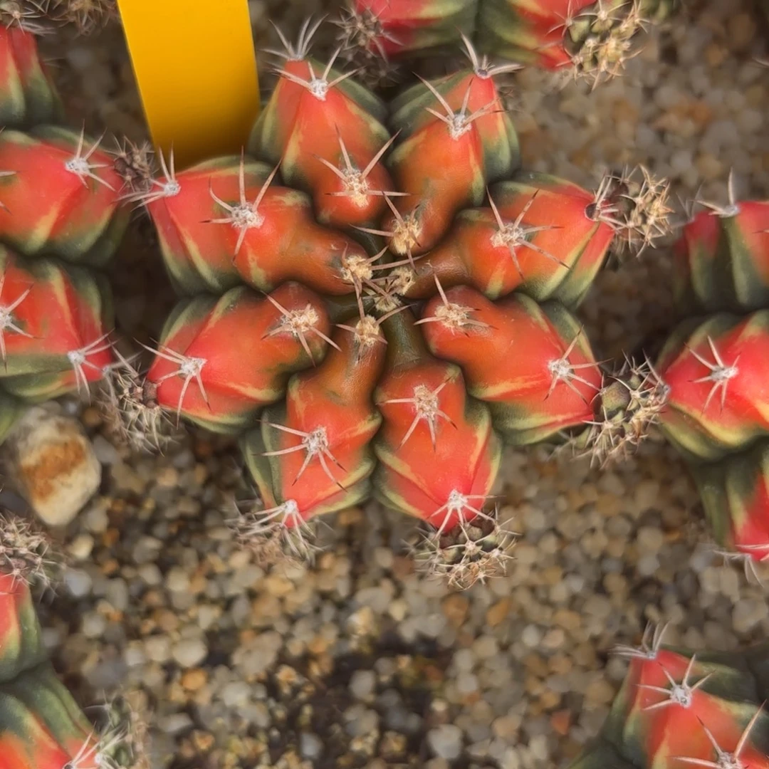 153-1209泰国发货多肉