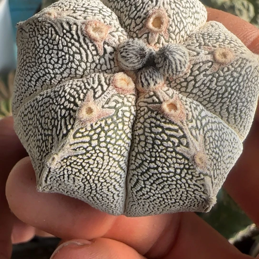 连线恩冢612仙人球开花