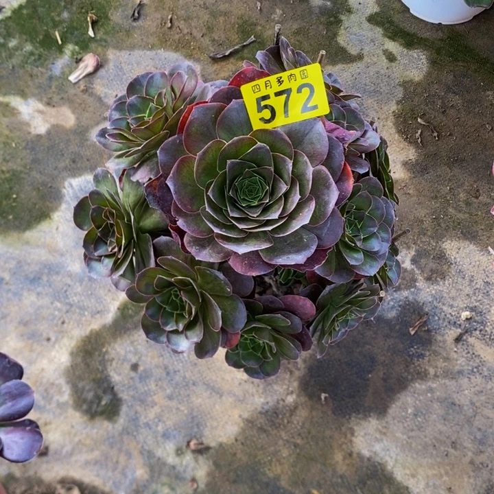 多肉美金玫瑰572000